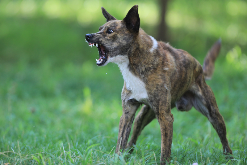 Owners responsible for dogs behaving badly